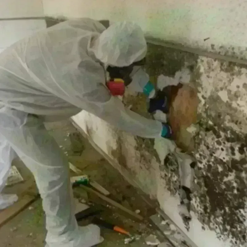 Mold Remediation and Removal in Newton, NH